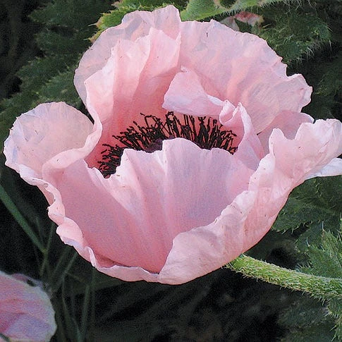 Coral Reef Oriental Poppy 3 Coral Reef Oriental Poppy
