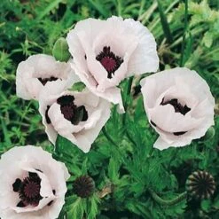 Royal Wedding Oriental Poppy -Garden Wonders papaver orientale royal wedding 1