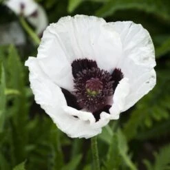 Royal Wedding Oriental Poppy -Garden Wonders papaver royal wedding walters gardens cropped
