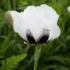 Royal Wedding Oriental Poppy -Garden Wonders papaver royal wedding walters gardens cropped 2