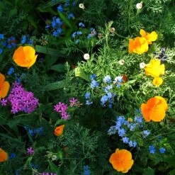 Partial Shade Wildflower Seed Mix -Garden Wonders partial shade wildflower mix 1