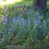 Partial Shade Wildflower Seed Mix -Garden Wonders partialshademix 2