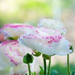 Pastel Ranunculus Mix -Garden Wonders pastel ranunculus mix pastel persian buttercup mix garden profile