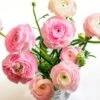 Pastel Ranunculus Mix -Garden Wonders pastel ranunculus mix vase pink peach white