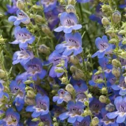 Blue Lips Penstemon 11 Blue Lips Penstemon -Garden Wonders penstemon blue lips beardtongue