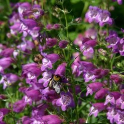 Pike's Peak Purple® Penstemon 11 Pike's Peak Purple® Penstemon -Garden Wonders penstemon mexicali pikes peak flowers pollinator