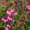 Red Rocks® Penstemon -Garden Wonders penstemon mexicali red rocks 75796p 2