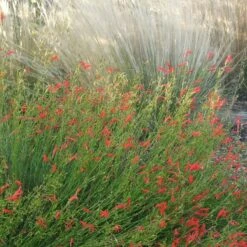 Pineleaf Penstemon 8 Pineleaf Penstemon -Garden Wonders penstemon pinifolious with nassella cropped