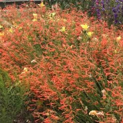 Luminous Pineleaf Penstemon -Garden Wonders penstemon pinifolius luminous