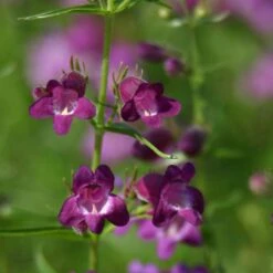 Pike's Peak Purple® Penstemon 9 Pike's Peak Purple® Penstemon -Garden Wonders penstemon x mexicali pikes peak purple pathayward plant select cropped
