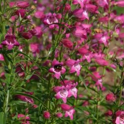 Red Rocks® Penstemon -Garden Wonders penstemon x mexicali red rocks 21 plant select 1
