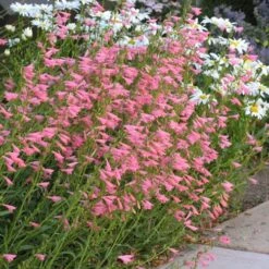 Elfin Pink Penstemon 7 Elfin Pink Penstemon -Garden Wonders penstemon barbatus elfin pink 75718 2 web