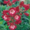 Rubycunda Penstemon 1 Rubycunda Penstemon -Garden Wonders penstemon barbatus rubycunda 75802 web