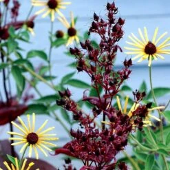 Dark Towers Penstemon 12 Dark Towers Penstemon -Garden Wonders penstemon dark towers 3b
