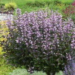 Dark Towers Penstemon 14 Dark Towers Penstemon -Garden Wonders penstemon dark towers walters gardens cropped