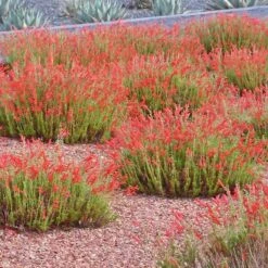Compact Pineleaf Penstemon -Garden Wonders penstemon pinifolius compactum agave neomexicana cropped