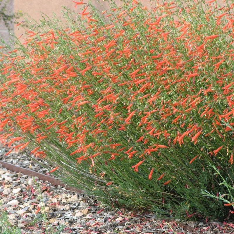 Pineleaf Penstemon 3 Pineleaf Penstemon
