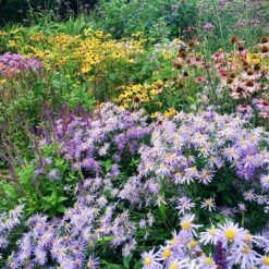 High Country Meadow Native Wildflower Seed Mix -Garden Wonders perennial garden hcg native mix