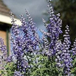 Lacey Blue Russian Sage 7 Lacey Blue Russian Sage -Garden Wonders perovskia atriplicifolia lacy blue 76615 2 web