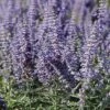Lacey Blue Russian Sage -Garden Wonders perovskia atriplicifolia lacy blue 76615 3 web