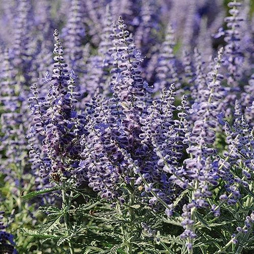 Lacey Blue Russian Sage 3 Lacey Blue Russian Sage
