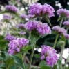 Kashmir False Sage (Phlomis) -Garden Wonders phlomis cashmeriana plant select cropped