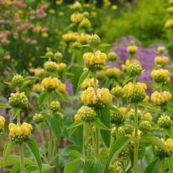 Hardy Jerusalem Sage (Phlomis) 9 Hardy Jerusalem Sage (Phlomis) -Garden Wonders phlomis russeliana lampwick plant jerusalum sage 2