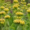 Hardy Jerusalem Sage (Phlomis) 1 Hardy Jerusalem Sage (Phlomis) -Garden Wonders phlomis russeliana lampwick plant jerusalum sage 3