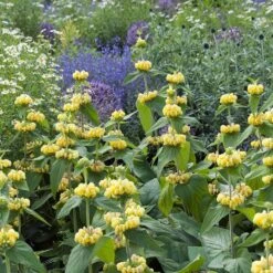 Hardy Jerusalem Sage (Phlomis) 8 Hardy Jerusalem Sage (Phlomis) -Garden Wonders phlomis russeliana lampwick plant jerusalum sage 4
