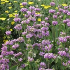 Kashmir False Sage (Phlomis) -Garden Wonders phlomis cashmeriana 77103 1 web