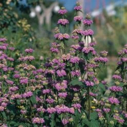 Kashmir False Sage (Phlomis) -Garden Wonders phlomis cashmeriana 77103 3 web