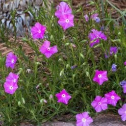 Perfect Pink Santa Fe Phlox -Garden Wonders phlox nana perfect pink 1