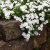 Snowflake Creeping Phlox -Garden Wonders phlox subulata snowflake 1