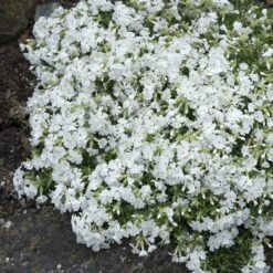 Snowflake Creeping Phlox -Garden Wonders phlox subulata snowflake 3