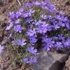 Violet Pinwheels Phlox -Garden Wonders phlox violet pinwheels 1