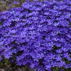 Violet Pinwheels Phlox -Garden Wonders phlox violet pinwheels 3