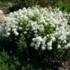 David Garden Phlox -Garden Wonders phlox david 1 1 7