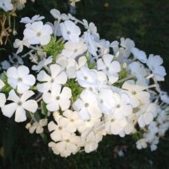 David Garden Phlox -Garden Wonders phlox david 1 2