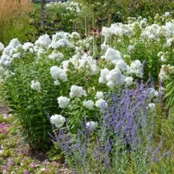 David Garden Phlox -Garden Wonders phlox david and perovskia 2 1 1