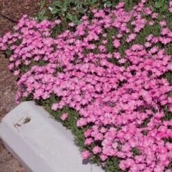 Garden Wonders -Garden Wonders phlox nana perfect pink 77114 2 web 1