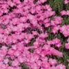 Perfect Pink Santa Fe Phlox 2 Perfect Pink Santa Fe Phlox -Garden Wonders phlox nana perfect pink 77114 web 1 1