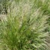 Pixie Fountain Tufted Hair Grass -Garden Wonders pixie fountain tufted hair grass