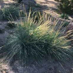 Mini Oat Grass (Poa) -Garden Wonders poa secunda var juncifolia garden growing