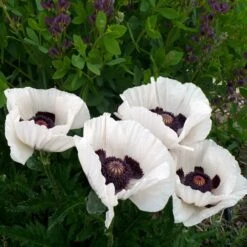 Royal Wedding Oriental Poppy -Garden Wonders poppy royal wedding and baptisia twilight ablanton