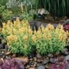 Poquito™ Butter Yellow Agastache -Garden Wonders poquito butter yellow agastache 1