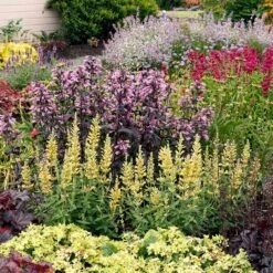 Poquito™ Butter Yellow Agastache -Garden Wonders poquito butter yellow agastache 2