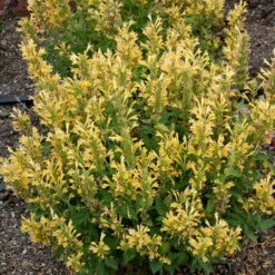 Poquito™ Butter Yellow Agastache -Garden Wonders poquito butter yellow agastache 3