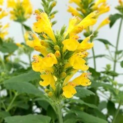 Poquito™ Butter Yellow Agastache -Garden Wonders poquito butter yellow agastache 4