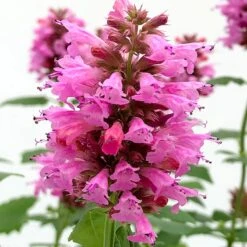 Poquito™ Lavender Agastache 7 Poquito™ Lavender Agastache -Garden Wonders poquito lavender agastache close up