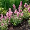Poquito™ Lavender Agastache -Garden Wonders poquito lavender agastache garden
